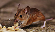 24 Hour & Emergency Exterminators in Midway Park, NC